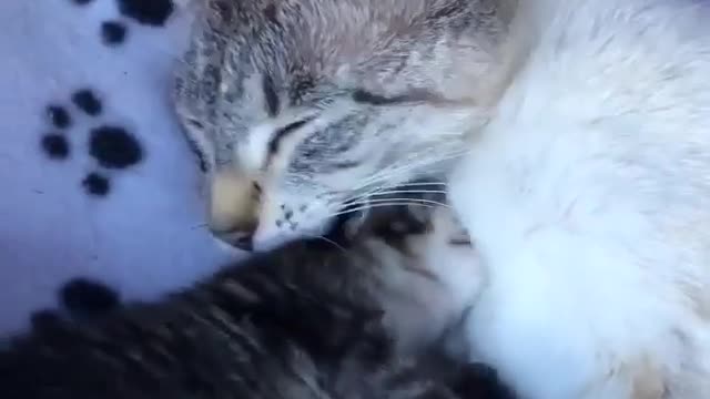 slomy