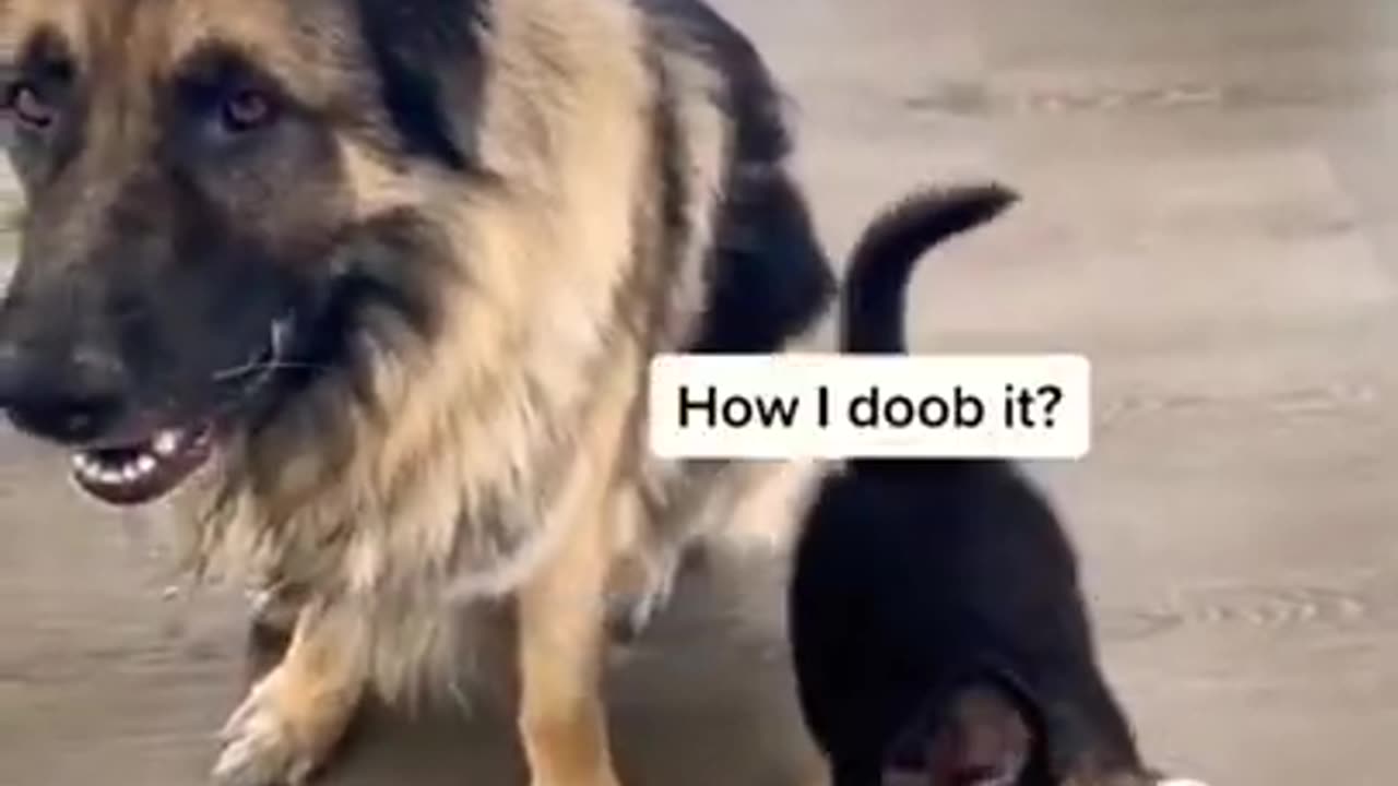 how to learn their dog german shepherd __ dog training #viral #shorts #doglover #trending