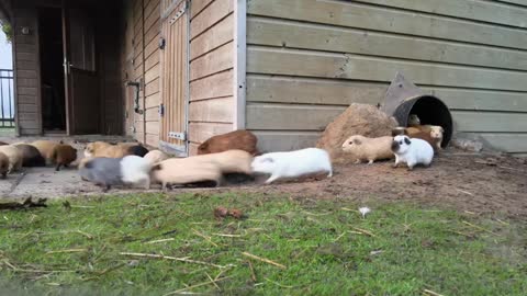 Guinea pig breakfast