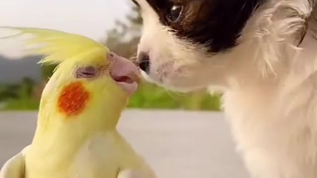 Parrot and dog cute