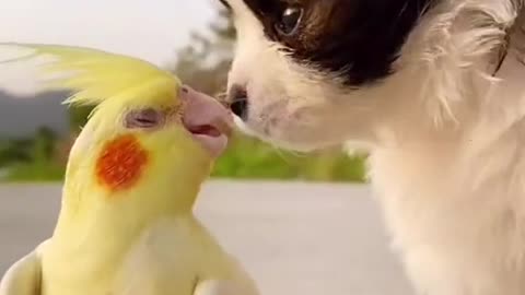 Parrot and dog cute