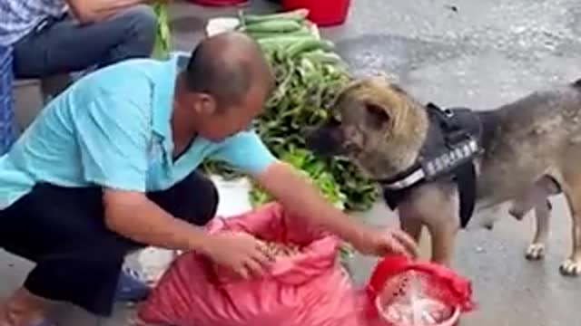 VIRAL ΣΚΥΛΟΣ ΣΤΗΝ ΙΝΔΙΑ