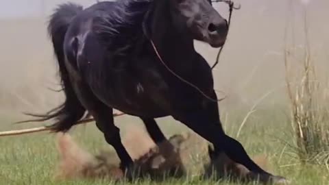 Black and White Horses In jungle