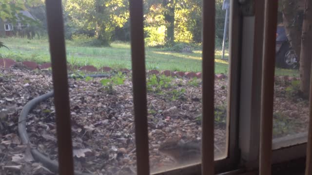 Young Squirrel Attempts to Climb Up Window