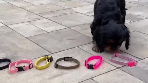 Cute puppies