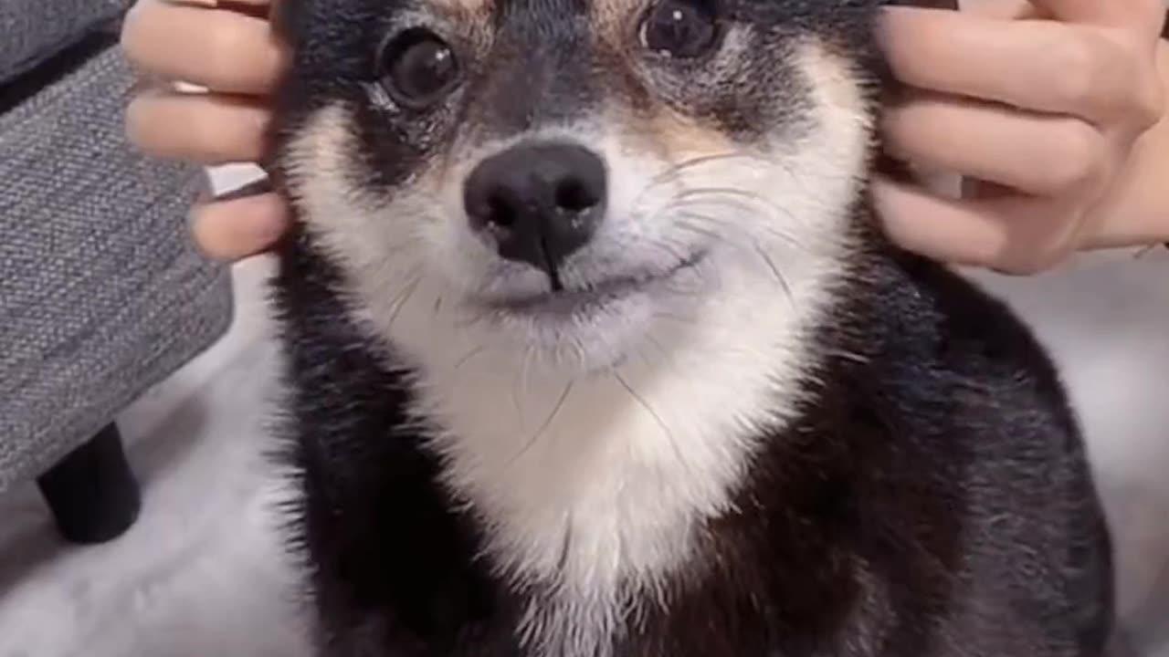 You can't resist a furry pet!