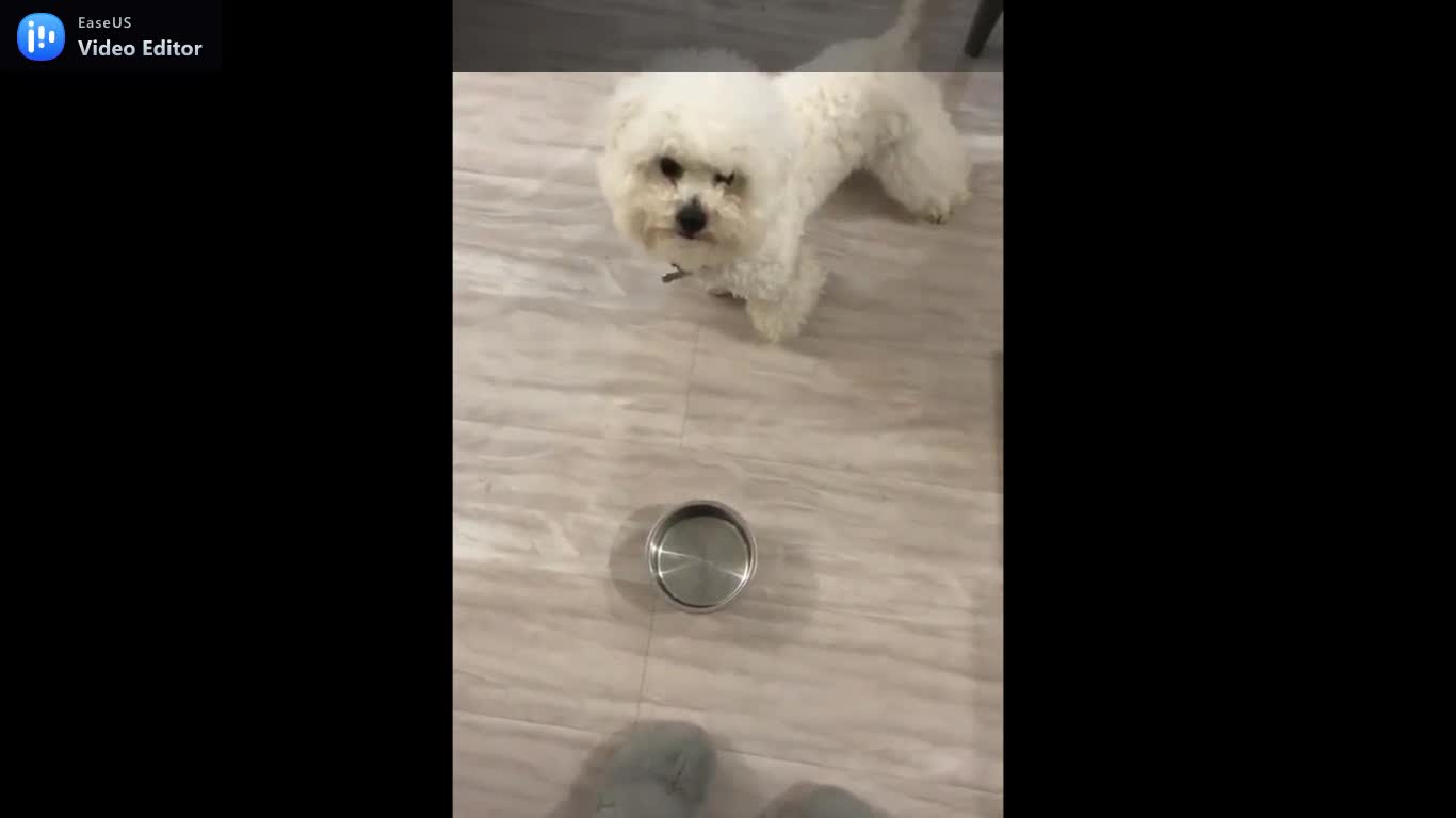 little puppy begging for food.mp4