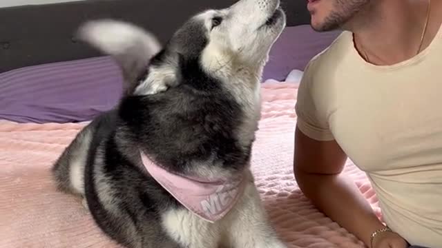 Eating Meekathehusky's ear to see her reaction 😅
