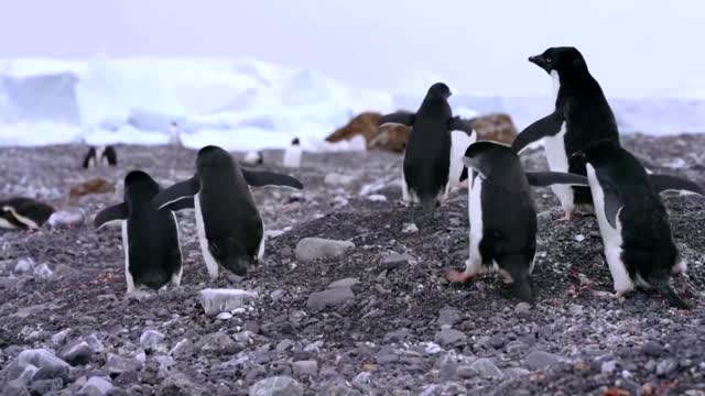 How krill fishery threatens Antarctic wildlife