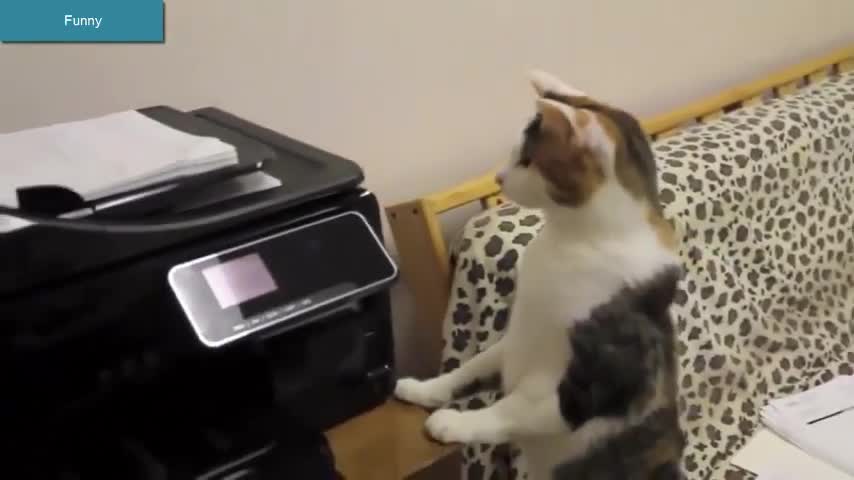 Funny Cats ... crazy