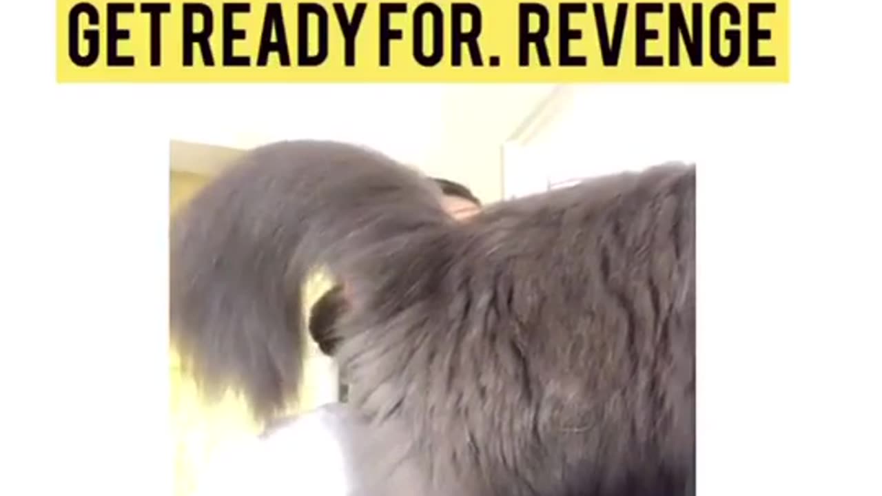 Funny Cat Behavior - cat's unique behavior
