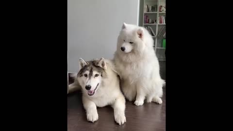 Random meme cat & dog