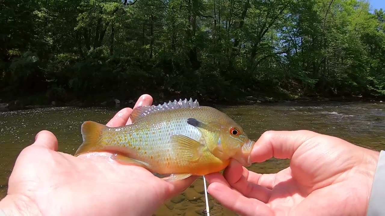 River Fishing for Trout, Bass & Sunfish #fishing #fishingriver #sunfish #coughtfishing