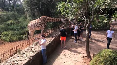 People Feeding Giraffe in Zoo