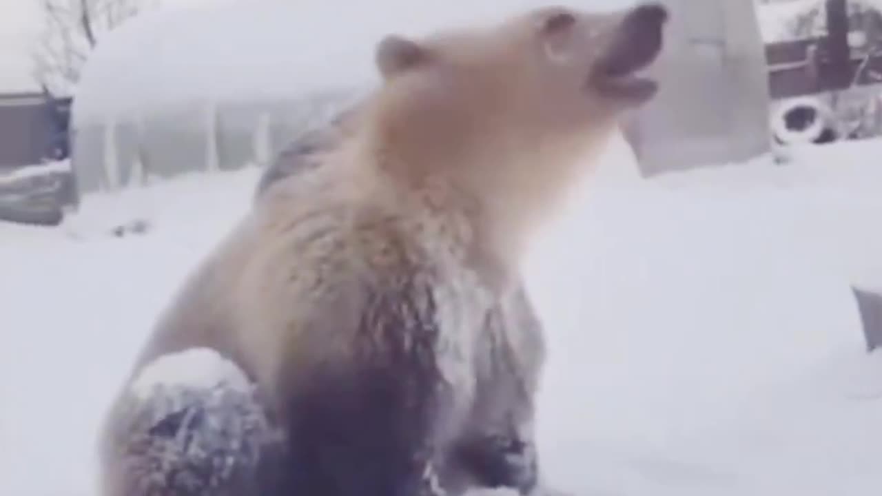 Bear having fun in snow