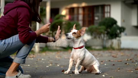 How to train High Five to your puppy or Dog(Easy Training)