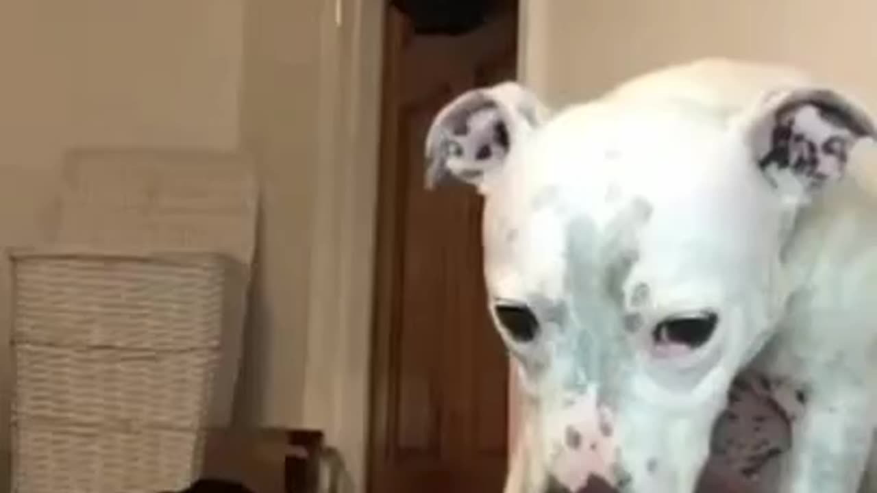 Super_FUNNY_DOG_Video