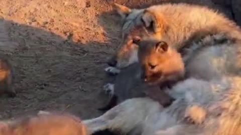 Mother Wolf and her family are basking in the sun