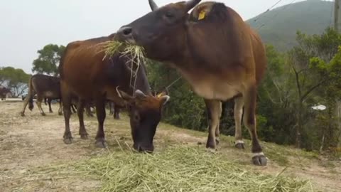 Cow sounds videos