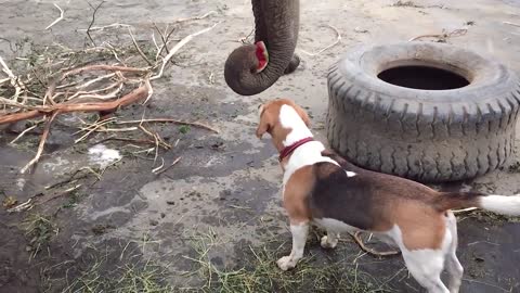 Elephant vs. Watermelon