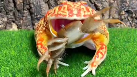 Funny Frogs and Crab 🦀 😂😂😂