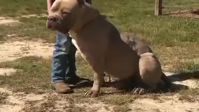 Cute Dog