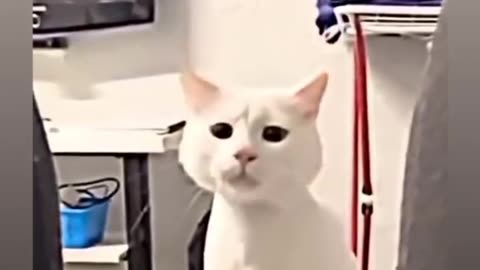 Funny Cat Dancing