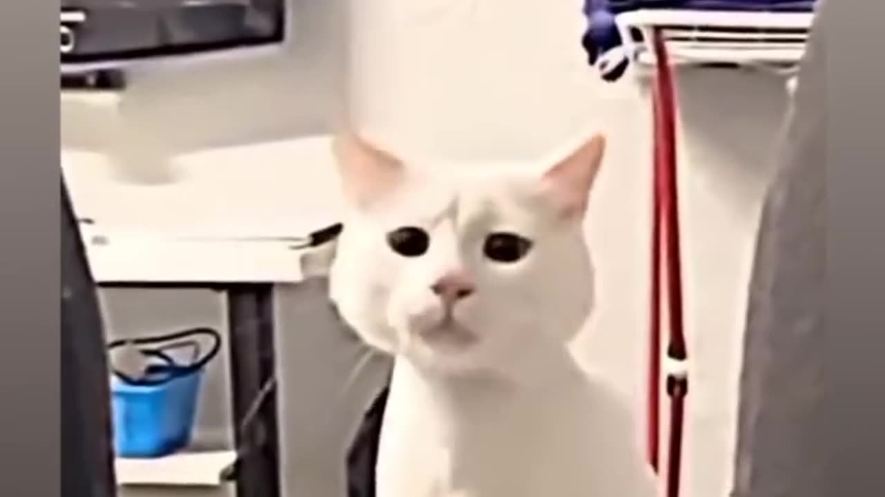 Funny Cat Dancing