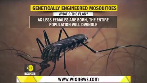 12,000 🦟UP TO 20 🦟MILLION🦟 GENETICALLY🦟 ALTERED MOSQUITOES 🦟 TO BE RELEASED 🦟IN FLORIDA