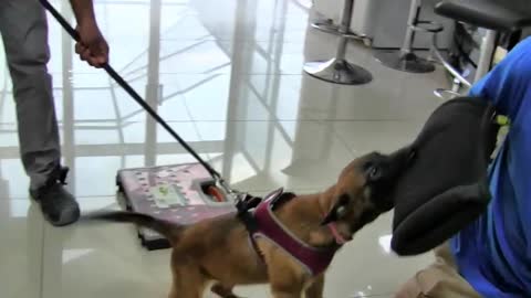 Guard Dog Training Step by Step!