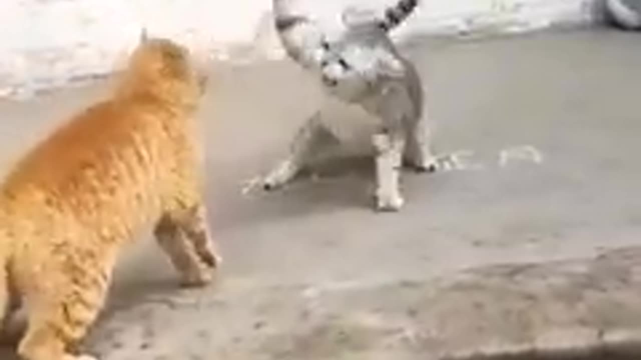 🙀🙀😿😿Fight cat🙀🙀😿😿😿