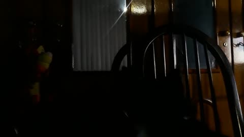 Acho que vi uma gatinha