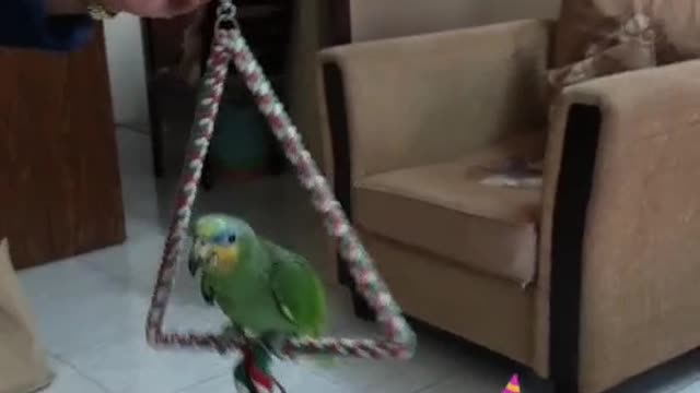 Cuckoo the swinging bird