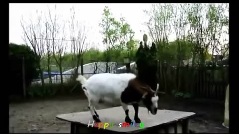 Funniest Animals Video 2023