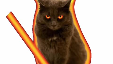 Cat Jedi GIF! ☯️