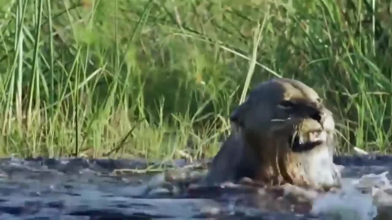 crocodile fighting lion