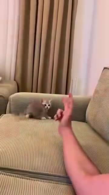 It's like this, when you're having fun playing with cats, you forget the time...