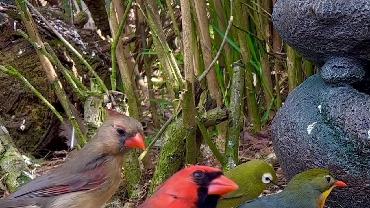 White-eye, northern cardinal and pekin robin - aviary birds