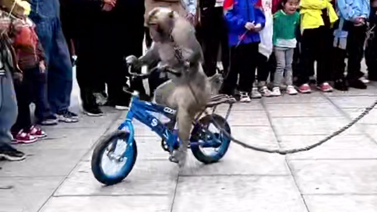 MONKEY RIDE BIKEYCYCLE