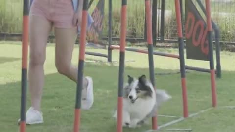 dog training shorts video, funny dog, funny shorts video #shorts #funny #dog #training