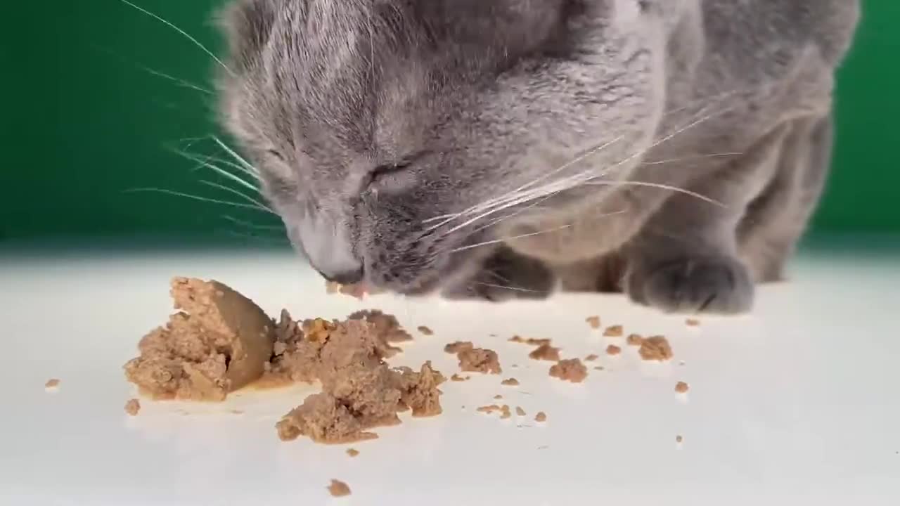 How to eat cat food