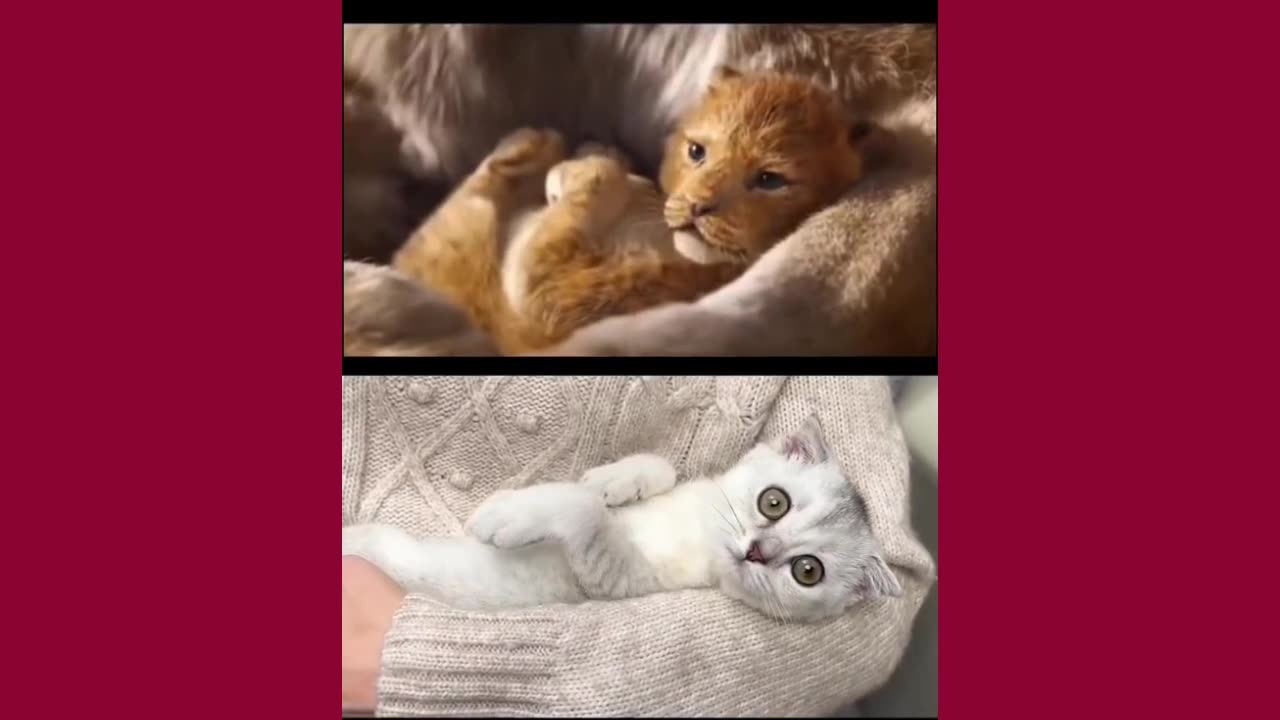 Cute Cat & Lion