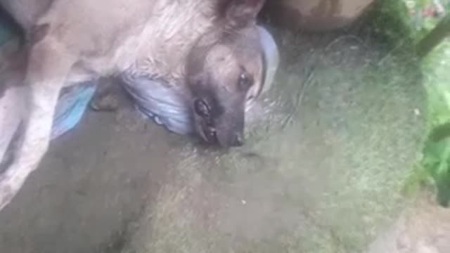 Denuncian envenenamiento masivo de perros en Bucaramanga