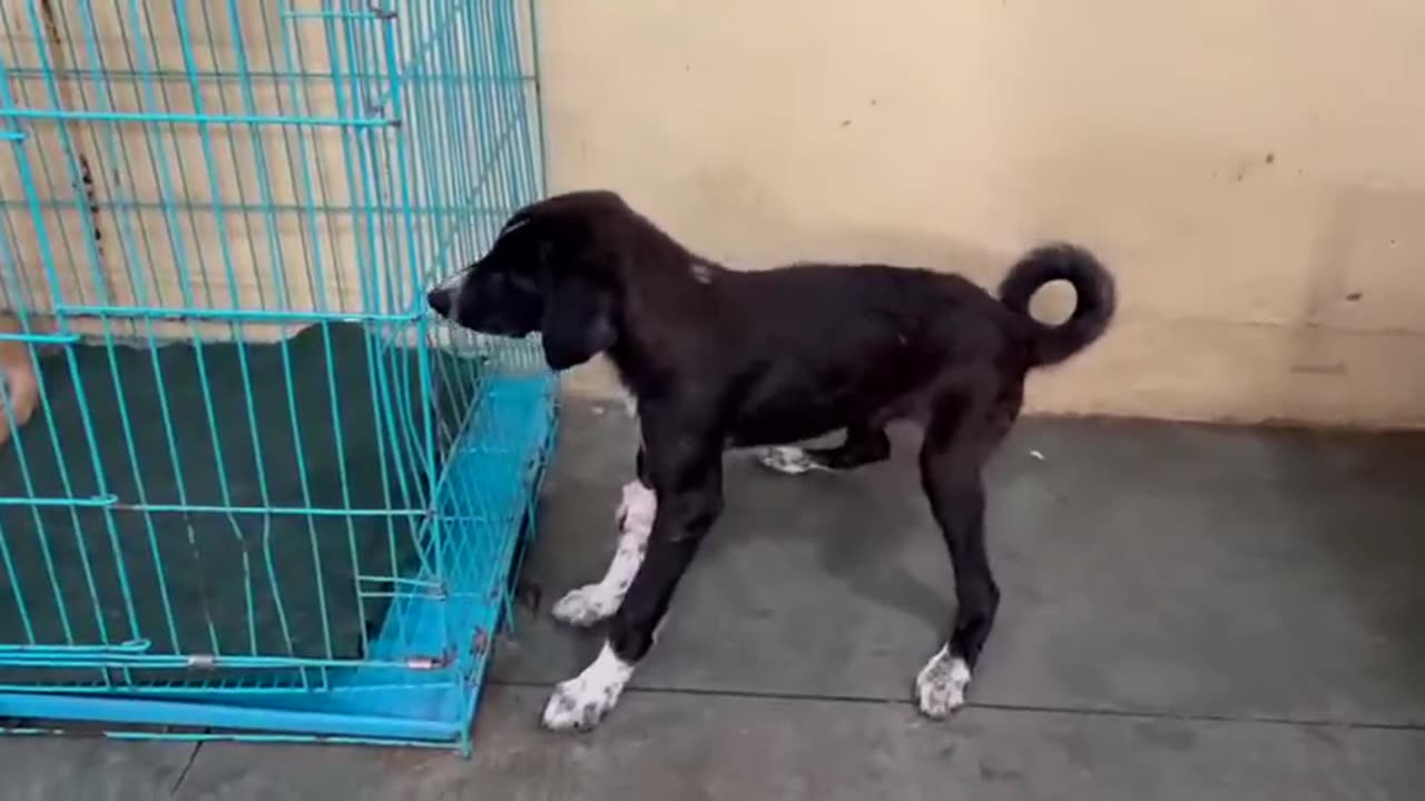 Poor dog