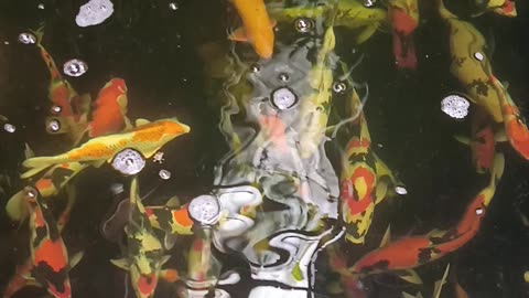 Fish Koi