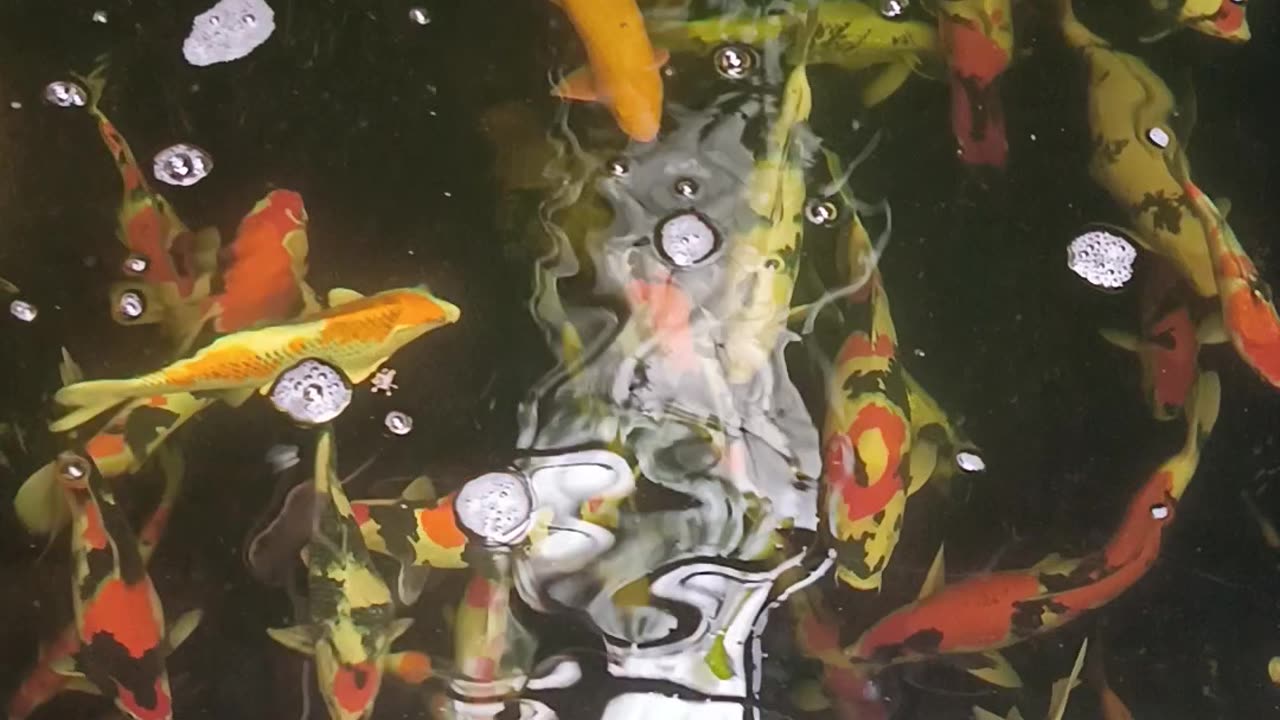 Fish Koi