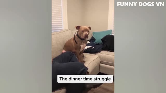 #funnydogs funny dogs compilation part 2