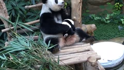 Real Panda gets a panda toy, and adores it like a baby! (07/20)