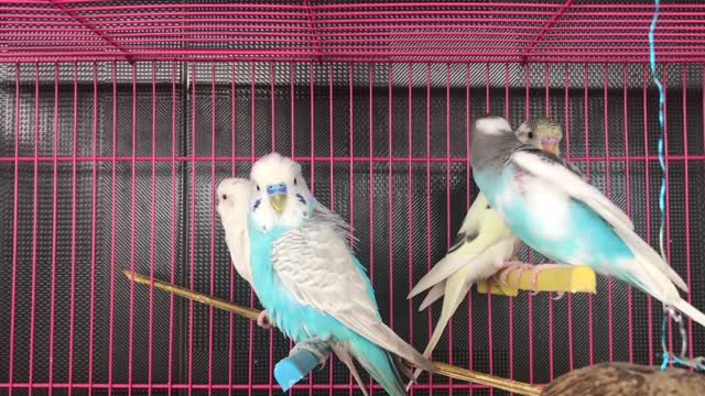 Lovebirds Inside the Cage