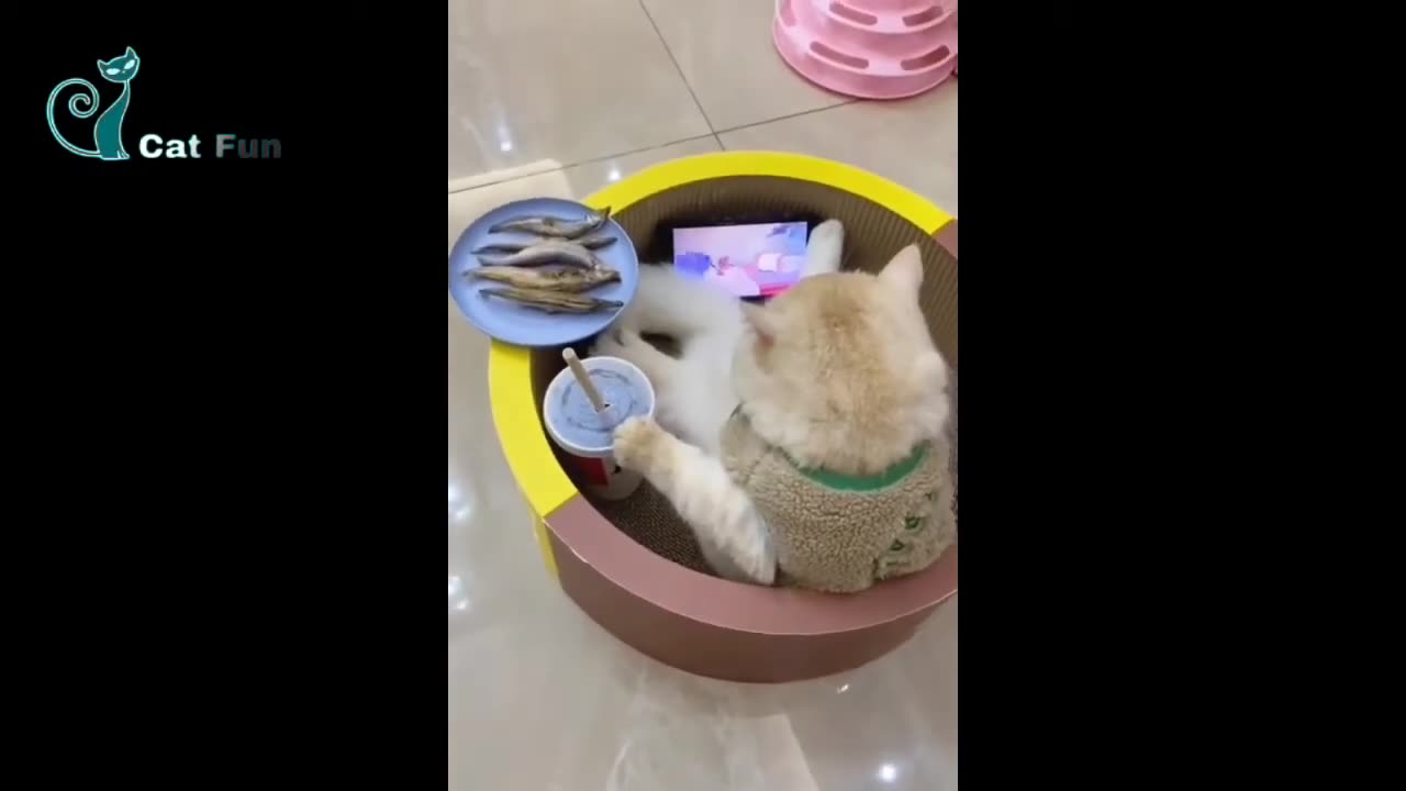 Funny cats video tiktok viral 2024 #1